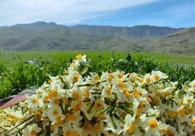 آغاز جشنواره معطر گل نرگس خفر؛ از فردا - تسنیم