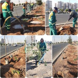 غرس بیش از پنج هزار اصله نهال و درختخه در بلوار شهید سلیمانی