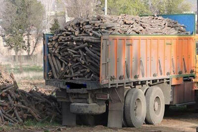 کشف ۲ تن چوب تاغ جنگلی قاچاق در شهرستان مانه و سملقان