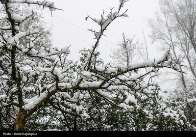 بارش برف البرز را از جمعه فرا می‌گیرد - تسنیم