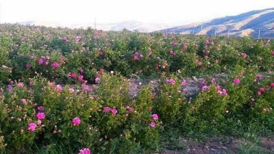 پرورش گیاهان دارویی در شهرستان چرداول