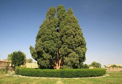 راهکارهای حفاظت از سرو ۱۰۰۰ ساله سیرچ کرمان بررسی شد