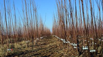 آغاز فروش نهال های مثمر در گلستان/باغداران برای احداث باغ منتظر اسفند نمانند