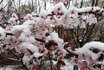 کاهش محسوس دمای هوا در کشور | آغاز فعالیت سامانه بارشی