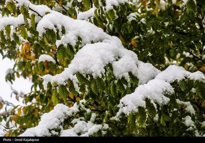 سرمای زودهنگام در باغات لرستان/ توصیه‌های جهاد کشاورزی - تسنیم