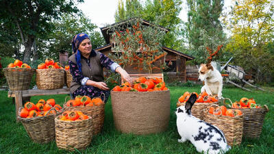 (ویدئو) غذای روستایی در آذربایجان؛ برداشت خرمالو و پخت کیک پای خرمالو