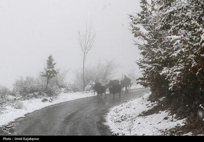 برق گلستان ‌رفت بارش برف آغاز شد/ یخبندان در راه است+فیلم‌ - تسنیم