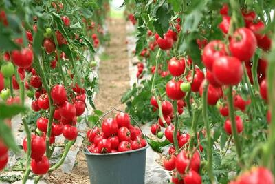 برداشت ۵۳ هزار تن محصولات گلخانه‌ای در سیستان‌وبلوچستان