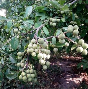 خرید نهال بادام، راهی مطمئن برای سرمایه‌گذاری در کشاورزی پایدار