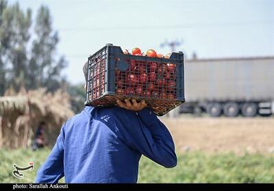 افزایش 5 درصدی بهره‌برداری حوزه کشاورزی در استان کرمان - تسنیم