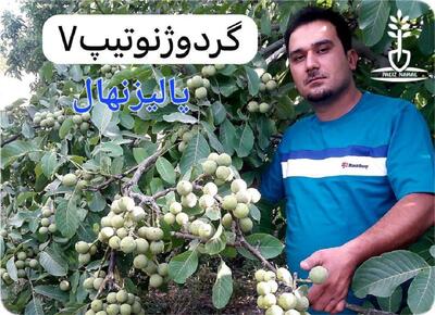 سود میلیاردی با کاشت نهال گردو (برترنهال)