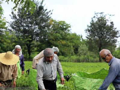 ۲۰ میلیارد تومان تسهیلات بابت بهزراعی به چایکاران شمال کشور