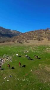 فیلم اسب‌های وحشی در دشت‌ گهواره لرستان