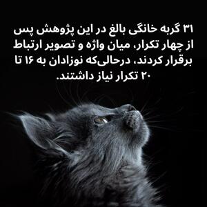 گربه‌ها سریع‌تر از نوزادان انسان کلمات را یاد می‌گیرند! - سبک ایده آل