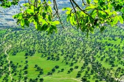 راه‌اندازی کارزار ثبت «روز ملّی زاگرس» در تقویم رسمی+لینک کارزار