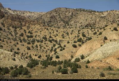 پستانداران بزمان سیستان و بلوچستان سرشماری شدند