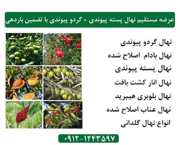 عرضه مستقیم نهال پسته پیوندی + گردو پیوندی با تضمین باردهی و کیفیت با ارسال یکروزه