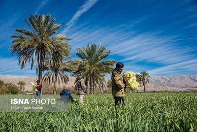 تصاویر زیبای نرگس زار خفر