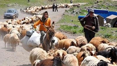 گرانی گوشت قرمز؛ ضرورت بازگشت دام به روستاها