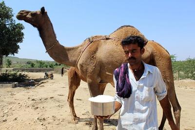 خواص و معایب شیر شتر