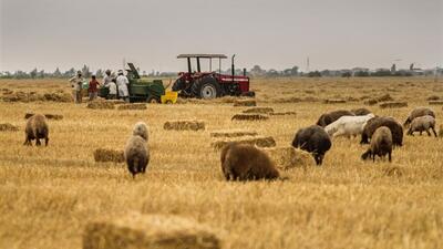 افزایش تعرفه‌ها تهدیدی بر امنیت غذایی