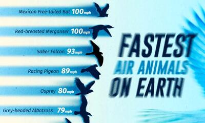 (اینفوگرافی) رتبه‌بندی سریع‌ترین پرندگان جهان بر اساس حداکثر سرعت