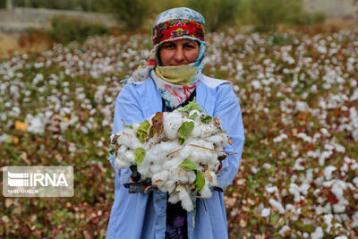 گلستان به بودجه ثابت برای تحقیقات پنبه نیاز دارد