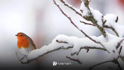 تفال به حافظ چهارشنبه ۵ دی ۱۴۰۳؛ بلبلی برگ گلی خوش رنگ در منقار داشت.... - نیسابا