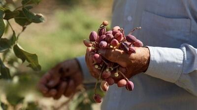 صادرات پسته ایران به اروپا با پروتکل جدید برقرار است