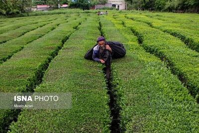 تغییر کاربری ناشی از اقتصادی نبودن زمین برای کشاورز است