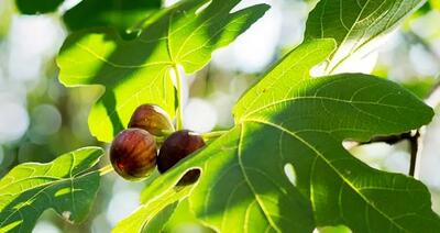 با مصرف برگ این میوه قند خون را کاهش و بدن را سم زدایی کنید