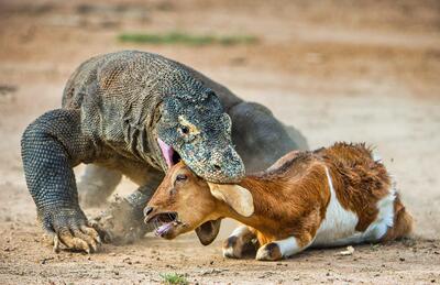 ویدیو امروز | حمله وحشتناک و خشن اژدها کومودو Komodo dragon به بز حامله و زنده بلعیدن حیوان بیچاره