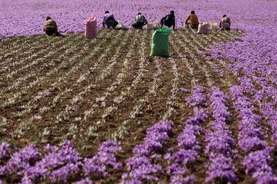 کشت آرمانی زعفران؛ طرحی برای افزایش کمیت و کیفیت محصول در واحد سطح