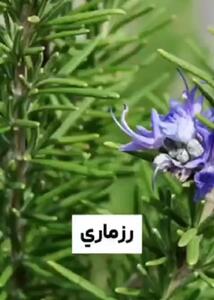 با این گیاهان به خانه تان انرژی دهید + فیلم