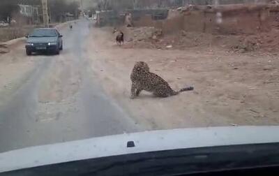 فیلم/ مشاهده پلنگ در روستایی در دماوند