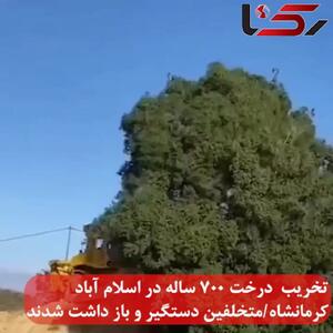 فیلم / درخت 700 ساله بلوط را در استان فارس ریشه کن کردند ! / چه کسی چنین مجوز تاسفباری به راهداری داد