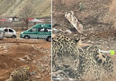 پلنگ روستای مغانک به دامپزشکی منتقل شد - تسنیم