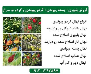 فروش بلوبری+ پسته پیوندی+ گردو پیوندی و گردو تو سرخ با ارسال یک روزه به سراسر ایران