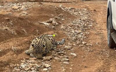 آخرین وضعیت پلنگ زنده‌گیری‌شده در روستای مغانک دماوند