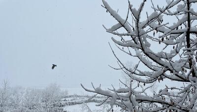 هواشناسی ۱۱ دی ۱۴۰۳/ ورود سامانه بارشی جدید از امروز / هشدار کاهش دما در ۱۶ استان