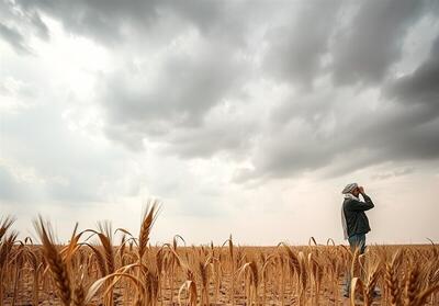 زنگ خطر کم بارشی برای سال زراعی جاری