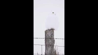 فیلم جغد سفید زیبا و چرخش جادویی سرش