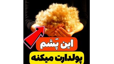 فیلم گرانترین  پشم جهان ! / این پشم پولدارت می کند ! + علت در فیلم حیرت انگیز