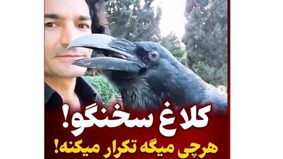 این کلاغ مثل انسان حرف می زند ! + فیلم