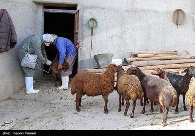 مشاهدۀ بیماری تب برفکی در لرستان - تسنیم