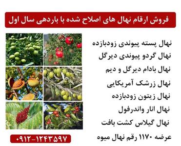 فروش ویژه پسته پیوندی + گردو پیوندی دیرگل + بادام دیرگل و‌ دیم در ایران نهال کرج و ارسال یک روزه به سراسر ایران