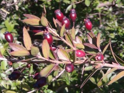 طرح توسعه  و احیای گیاه دارویی مورد در سراب گیلانغرب