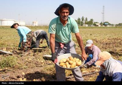 14 هزار تن محصول سیب زمینی در حاجی‌آباد تولید می‌شود - تسنیم