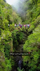 فیلم پل سنگی در میان درختان و گیاهان فراوان مادیرا