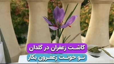 آموزش کاشت زعفران در گلدان و در خانه